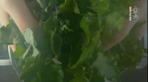 【面皮】1.鍋中水開時，放挑揀好的艾草和一撮小蘇打，第一遍煮開后倒掉，重新加水大火煮開后，小火煮1小時。煮爛的艾草用紗布瀝干。